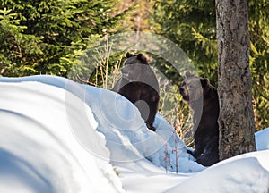 Two brown bears in the snow in winter - National Park Bavarian Forest