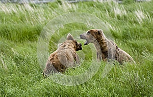 Two Brown Bears squaring off