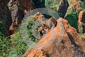 Two brown bears (Ursus arctos) on a rocky formation photo