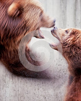 Two brown bears Ursus arctos fight motion blur