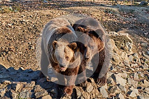 Two brown bears (Ursus arctos) waiting for the food at the zoo