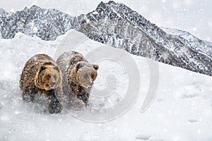 Two brown bears in winter mountain. Animal in wild winter nature