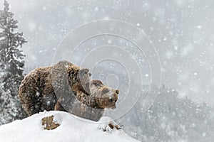 Two brown bears in winter mountain. Animal in wild winter nature