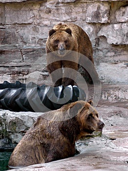 Two brown bears at zoo