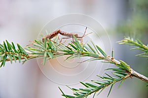 Two brown beatles paiting on a plant