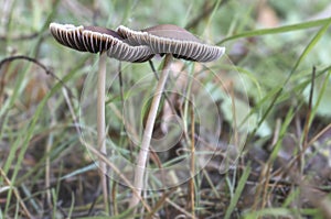 Two brown beige mushrooms