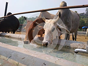 Two brown and black Beautiful cow drinking water