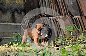 Two brown and black puppies playing outdoor