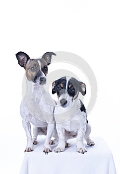 Two brown, black and white Jack Russell Terrier posing in a studio, in full length isolated on a white background, copy