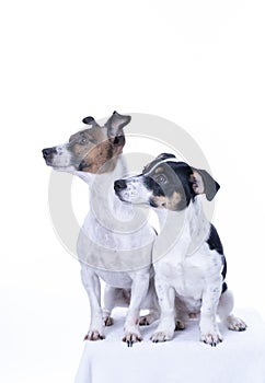 Two brown, black and white Jack Russell Terrier posing in a studio, in full length isolated on a white background, copy