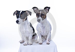 Two brown, black and white Jack Russell Terrier posing in a studio, in full length isolated on a white background, copy