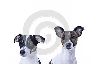 Two brown, black and white Jack Russell Terrier posing in a studio, headshot, isolated on a white background, copy space