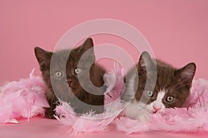 Two brown british shorthair kitten