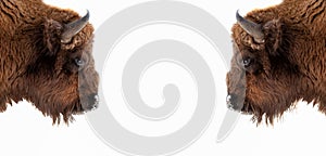 Two brown bull or bison heads with brown horns opposite each other before a fight on the New York Wall Street Stock Exchange on a