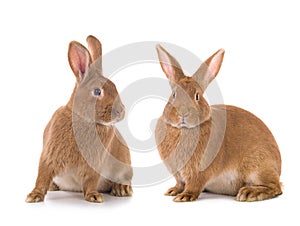 two brown bunny is isolated on a white