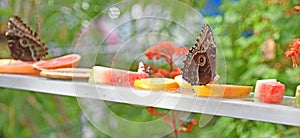 Two Brown Butterflies on Fresh Fruit at Montreal Insectarium