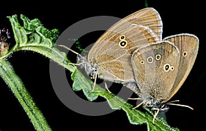 Two brown butterflies in greeen leaf