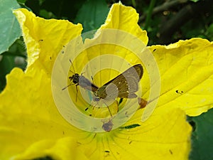 Two Brown Butterfly Sitting On A Gourd Flower.