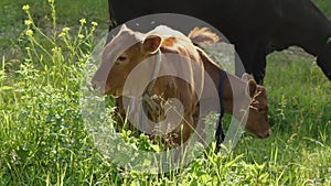 Two brown calves chew grass against the background of a black cow. The concept of agriculture