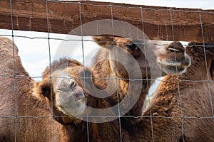 Two brown camels in an ecopark in an aviary