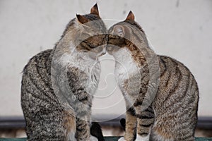 Two brown cats sitting and snuggling each other