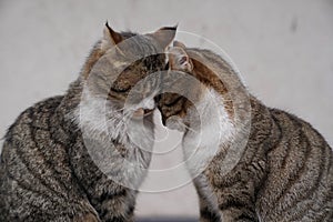 Two brown cats sitting and snuggling each other