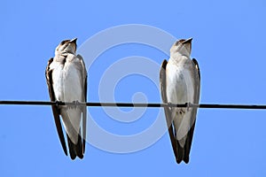 Two Brown-chested Martin Progne tapera perched on a high-tension wire above the blue sky. Isolated animals photo