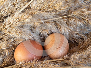 Two brown chicken eggs lie in the hay, laid by chickens on an organic farm. Selective focus. Space for inscriptions and design.