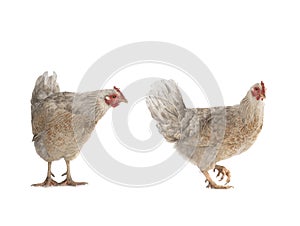 two brown chicken isolated on a white