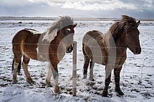 Two brown colored horses and a wintry scene