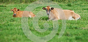 Two brown cow lying down on an organic green dairy farm in the countryside. Cattle or livestock in an open, empty and