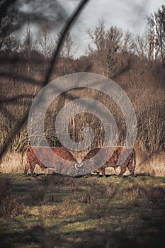 two brown cows are grazing on grass by some trees in a field