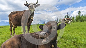 Two brown cows grazing on meadow in mountains. Cattle on a pasture