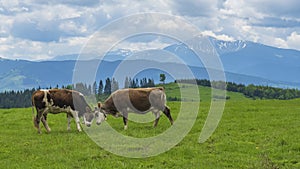 Two brown cows grazing on meadow in mountains. Cattle on a pasture. Agriculture concept