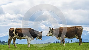Two brown cows are standing opposite each other on sky and mountains background