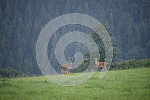 Two brown deer grazing