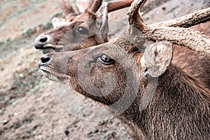 Two Brown Deer Looking Up and Try To Kiss.