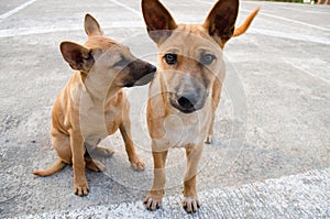 Two brown dog sitting standing carefulness together