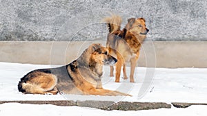 Two brown dogs guard the farm in the snow in winter