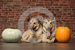 Two brown  dogs mongrels with pumpkins
