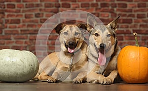 Two brown  dogs mongrels with pumpkins