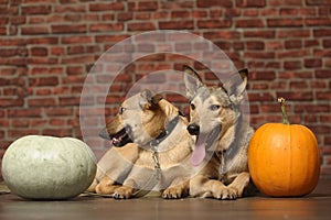 Two brown  dogs mongrels with pumpkins