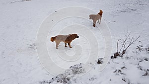 Two brown dogs are playing on frozen lake juda ka tlab of mountain. photo