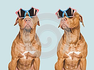 Two brown dogs and sunglasses with American flag pattern