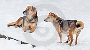 Two brown dogs in the winter in the snow