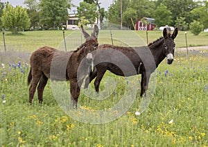 Two brown donkeys in Ennis, Texas photo