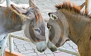 Two brown donkeys face to face, head touching head seems to show love and affection