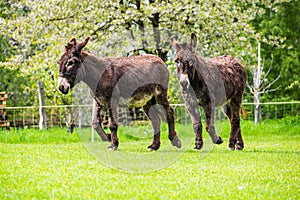 Two brown donkeys in Spring meadow in Czech republic