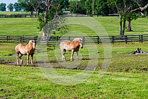 Two brown draft horses on farm land