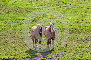 Two brown draft horses on farm land